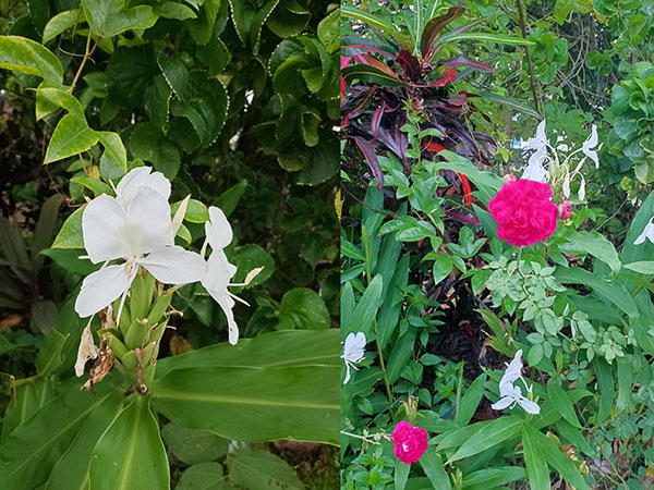 VijayaVishnu Farmhouse Palghar for Family Group near Manor, Mumbai, Thane, Palghar weekend Gatways Picnic Spot